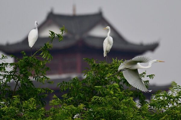 Chinese Provinces Unite to Protect Migratory Birds 🐦🌏 Chinese provinces launch campaign to protect migratory bird routes