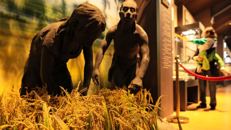 Chinese_researchers_trace_origins_of_rice_domestication - Namaste Headlines Chinese researchers trace origins of rice domestication