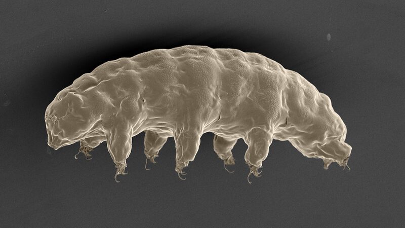 Chinese_scientists_decode_tardigrades_radiation-resisting_powers - Namaste Headlines Chinese scientists decode tardigrades' radiation-resisting powers