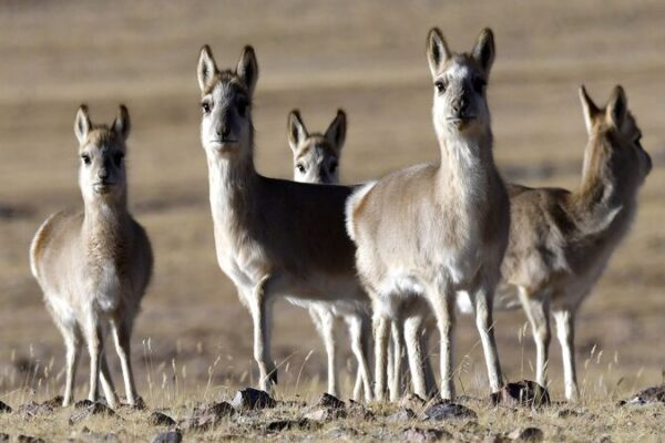 Chinese Scientists Unlock DNA Secrets of Rare Tibetan Antelope 🦌 Chinese scientists to decode DNA secrets of rare Tibetan antelope