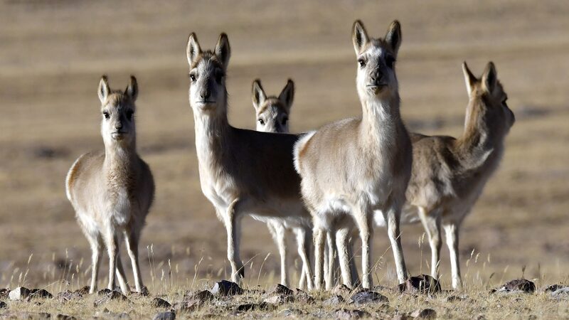 Chinese_scientists_to_decode_DNA_secrets_of_rare_Tibetan_antelope - Namaste Headlines Chinese scientists to decode DNA secrets of rare Tibetan antelope