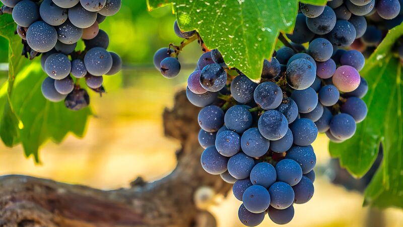 Chinese scientists use AI to accelerate precise grape breeding