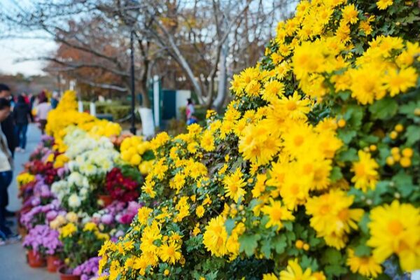 Blooming Bright: Chrysanthemums Paint Qingdao in Vibrant Colors Chrysanthemums add a splash of color to Qingdao