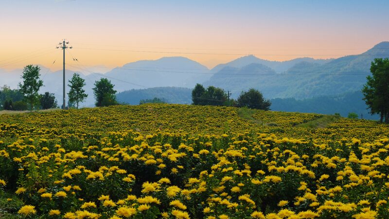 Chrysanthemums_adorn_Guizhous_autumn_landscape - Namaste Headlines Chrysanthemums adorn Guizhou's autumn landscape