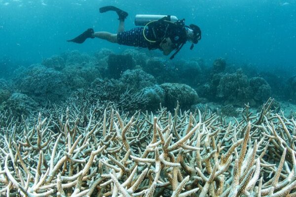 Coral Crisis! UN Calls Emergency Session at Biodiversity Summit 🌊🐠 Coral bleaching prompts UN emergency session at biodiversity summit