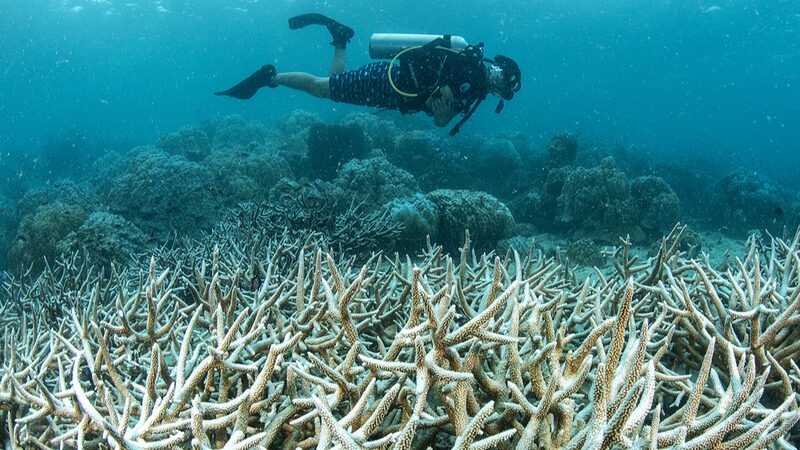 Coral_bleaching_prompts_UN_emergency_session_at_biodiversity_summit - Namaste Headlines Coral bleaching prompts UN emergency session at biodiversity summit