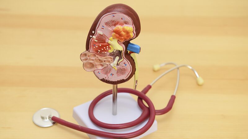 Croatia successfully performs renal autotransplant operation