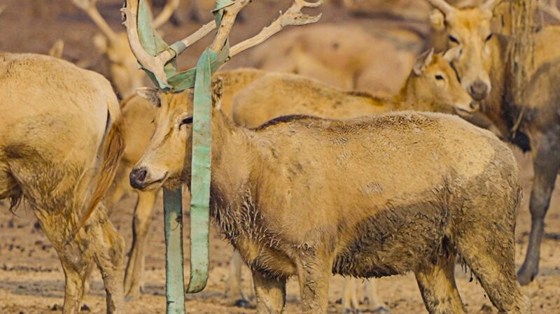 Crowning glory: Milu deer's unique mating display