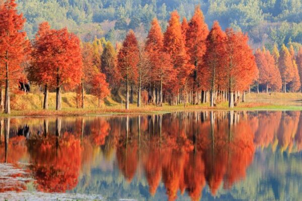 Dawn Redwoods Light Up Kunming’s Winter 🌲✨ Dawn redwoods brighten Kunming's early winter