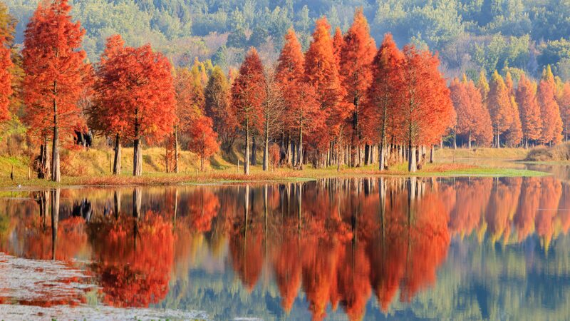 Dawn_redwoods_brighten_Kunmings_early_winter - Namaste Headlines Dawn redwoods brighten Kunming's early winter