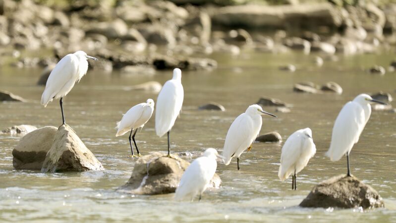 Egrets and gray herons migrate to southwest China