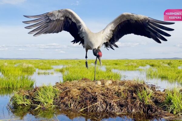 Fairies of the plateau: Black-necked cranes in Sichuan