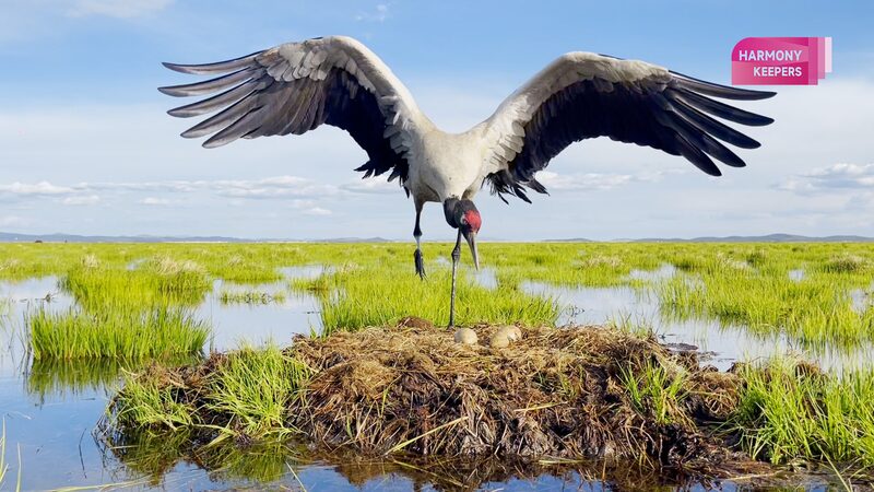 Fairies_of_the_plateau_Black-necked_cranes_in_Sichuan - Namaste Headlines Fairies of the plateau: Black-necked cranes in Sichuan