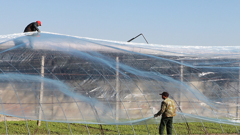 Farmers brace for cold wave sweeping across China