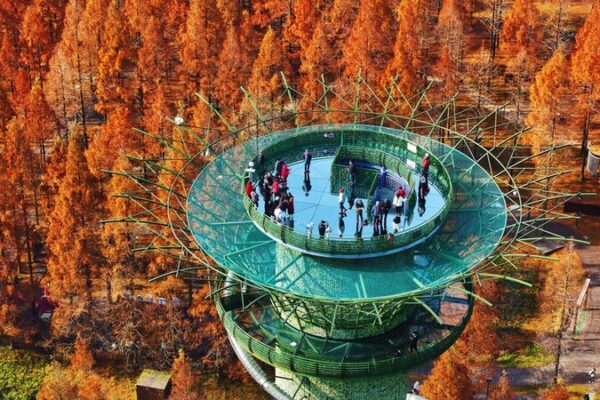Jiangsu’s Forest Park Bursts into Color with Vibrant Metasequoia Trees! 🌈🌲 Forest park in Jiangsu ablaze with colorful metasequoia trees