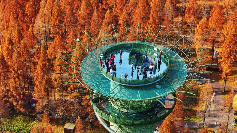 Forest_park_in_Jiangsu_ablaze_with_colorful_metasequoia_trees - Namaste Headlines Forest park in Jiangsu ablaze with colorful metasequoia trees