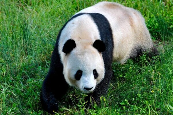 Discovering China’s Giant Panda National Park: A Biodiversity Haven 🐼 Giant Panda National Park: A haven for biodiversity