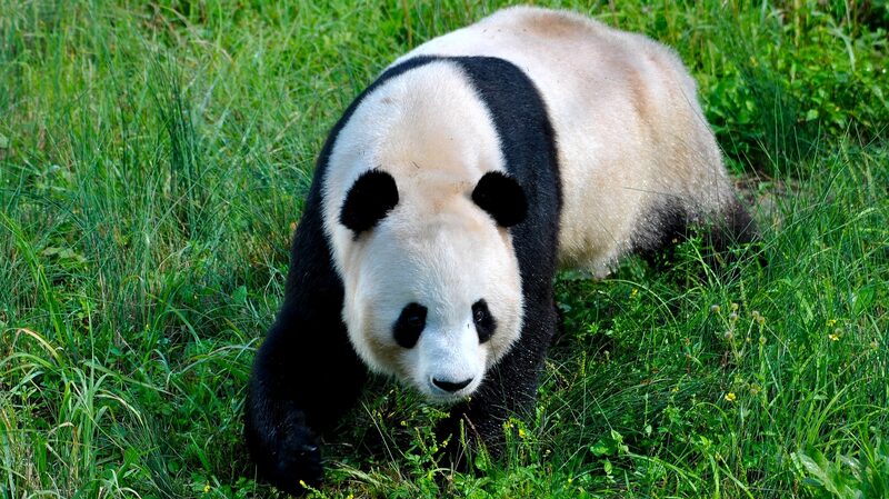 Giant_Panda_National_Park_A_haven_for_biodiversity - Namaste Headlines Giant Panda National Park: A haven for biodiversity