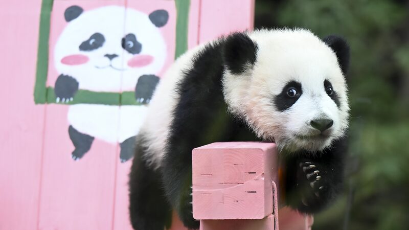 Giant_panda_cub_Mei_Zhu_turns_six_months_old_in_Guangzhou - Namaste Headlines Giant panda cub Mei Zhu turns six months old in Guangzhou