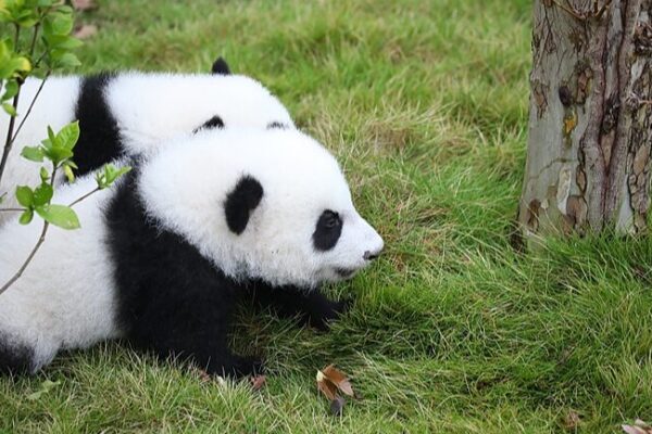 Adorable Panda Cubs Steal Hearts at Chengdu Fan Meetup Giant panda cubs enjoy fan meeting in Chengdu