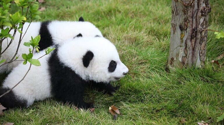 Giant_panda_cubs_enjoy_fan_meeting_in_Chengdu - Namaste Headlines Giant panda cubs enjoy fan meeting in Chengdu