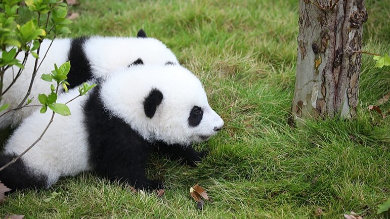 Giant_panda_cubs_enjoy_fan_meeting_in_Chengdu - Namaste Headlines Giant panda cubs enjoy fan meeting in Chengdu