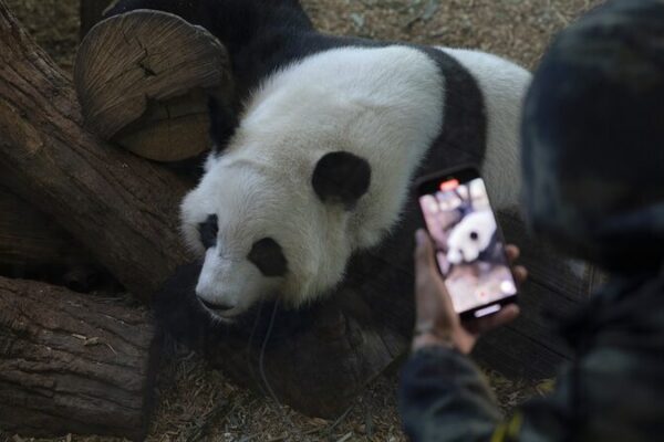 Farewell, Pandas! 🐼 Zoo Atlanta’s Giant Pandas Return to China Giant pandas return to China after successful stay at Zoo Atlanta