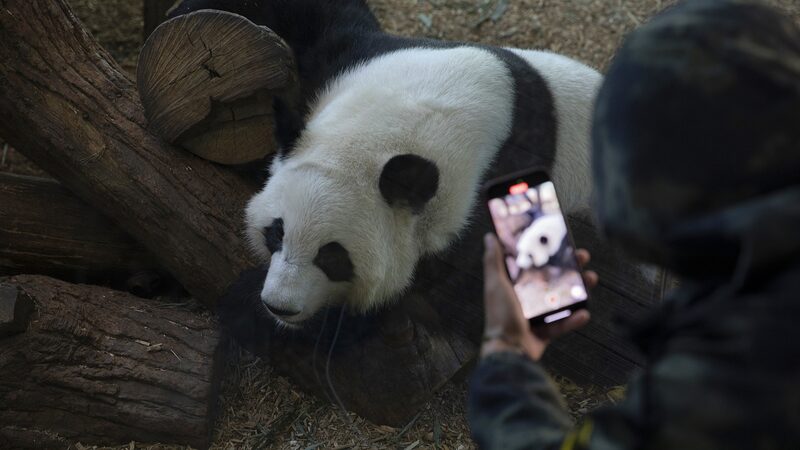 Giant pandas return to China after successful stay at Zoo Atlanta