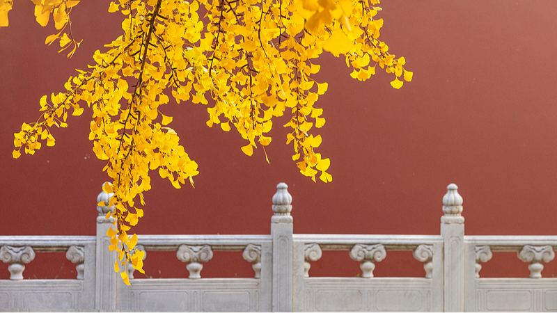 Ginkgo_leaves_brighten_up_Beijings_ancient_architecture - Namaste Headlines Ginkgo leaves brighten up Beijing's ancient architecture