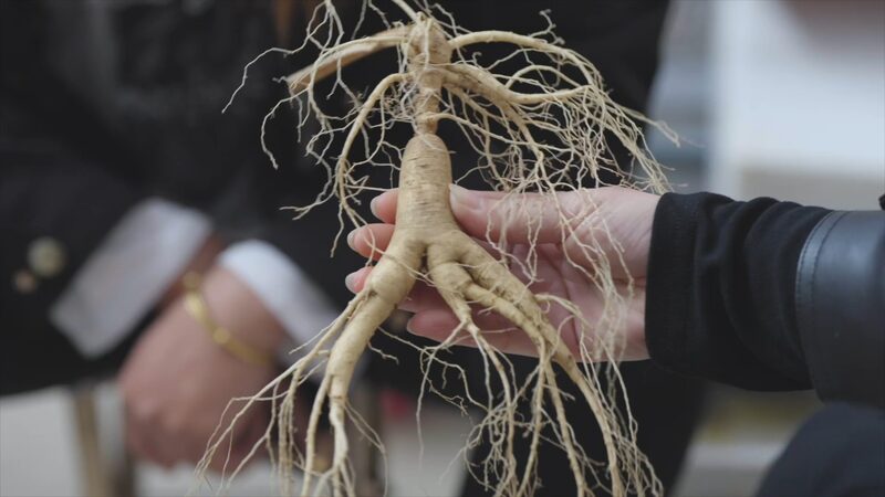 Ginseng_cultivation_thrives_in_Liaoning - Namaste Headlines Ginseng cultivation thrives in Liaoning