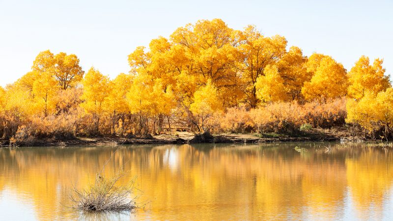 Golden_desert_poplar_trees_provide_stunning_backdrop_to_Inner_Mongolia - Namaste Headlines Golden desert poplar trees provide stunning backdrop to Inner Mongolia