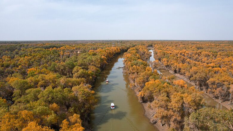 Golden_desert_poplars_add_a_vibrant_touch_to_Xinjiang - Namaste Headlines Golden desert poplars add a vibrant touch to Xinjiang