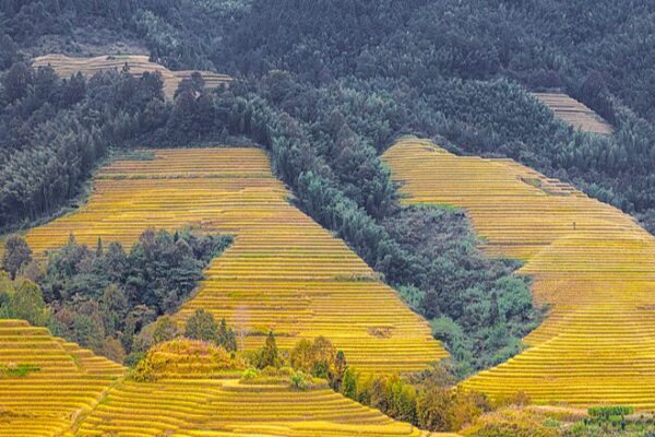 Golden Rice Terraces Shine: Harvest Season Kicks Off in Southeast Asia 🌾✨ Golden rice terraces herald harvest season