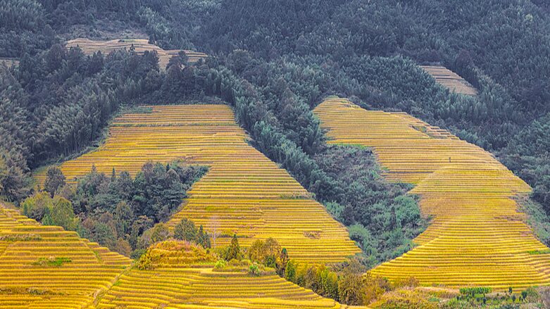 Golden_rice_terraces_herald_harvest_season - Namaste Headlines Golden rice terraces herald harvest season