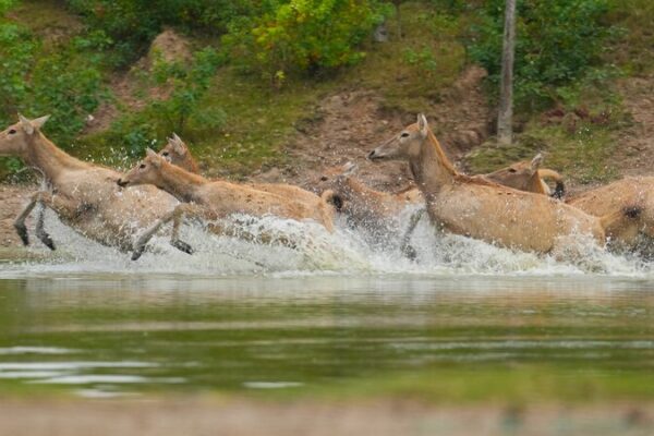 Milu Deer Glide Across Waters in a Graceful Journey 🌊🦌 Graceful crossing: Milu deer navigate the waters