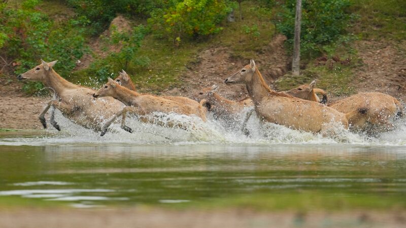 Graceful crossing: Milu deer navigate the waters