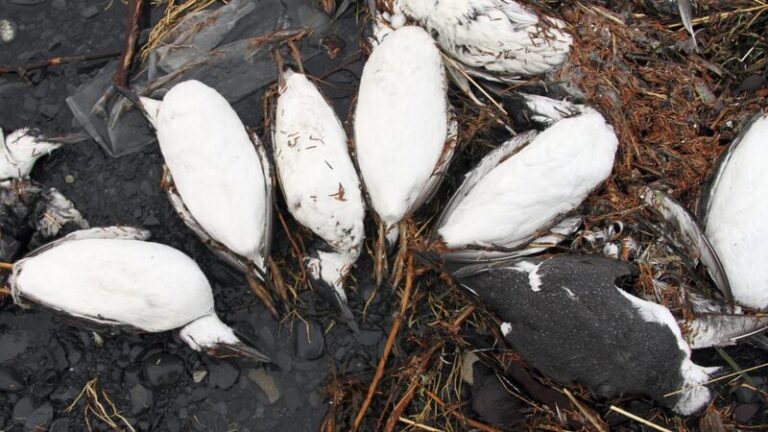 Heat_wave_wiped_out_millions_of_seabirds_study_reveals - Namaste Headlines Heat wave wiped out millions of seabirds, study reveals