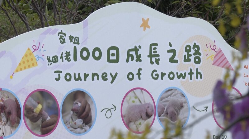 Hong_Kong_celebrates_100_days_of_locally-born_panda_twins - Namaste Headlines Hong Kong celebrates 100 days of locally-born panda twins