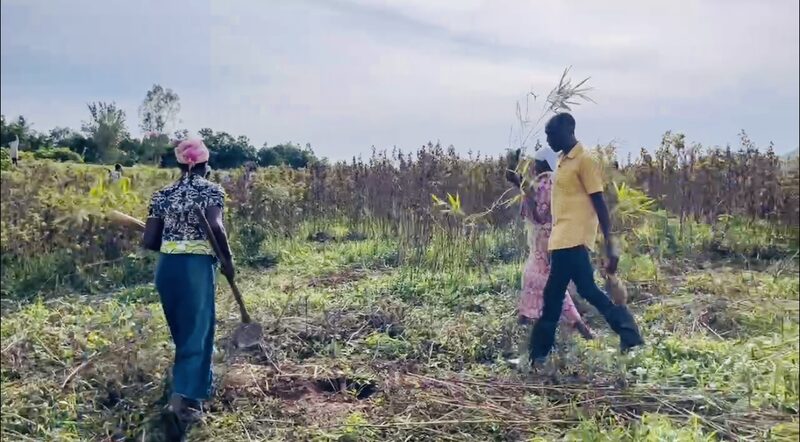How bamboo helps restore ecosystems in Kenya