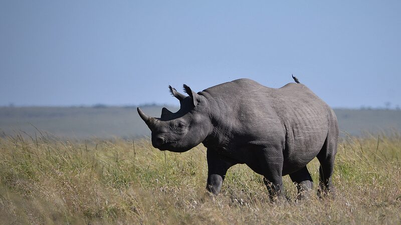 Kenya_launches_rhinoceros_ear-notching_exercise_to_boost_conservation - Namaste Headlines Kenya launches rhinoceros ear-notching exercise to boost conservation