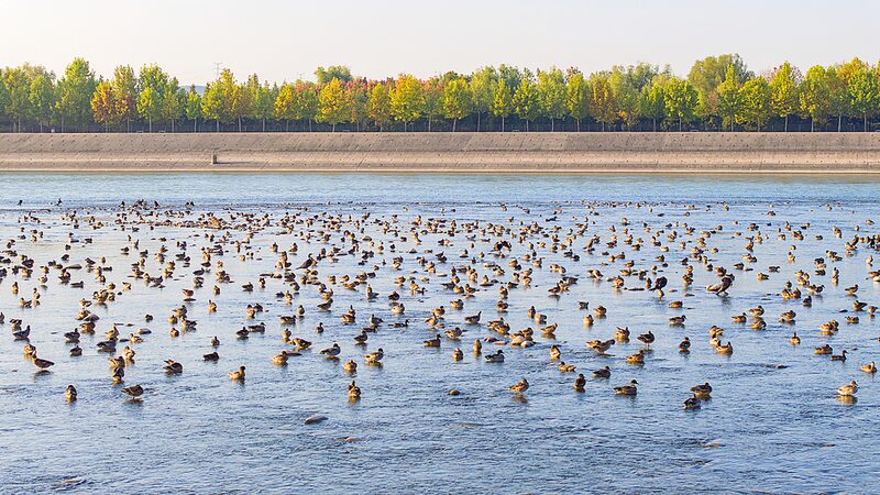 Live_Come_to_Yellow_River_Wetland_to_watch_migratory_birds_wintering_poster - Namaste Headlines Live: Come to Yellow River Wetland to watch migratory birds wintering video poster