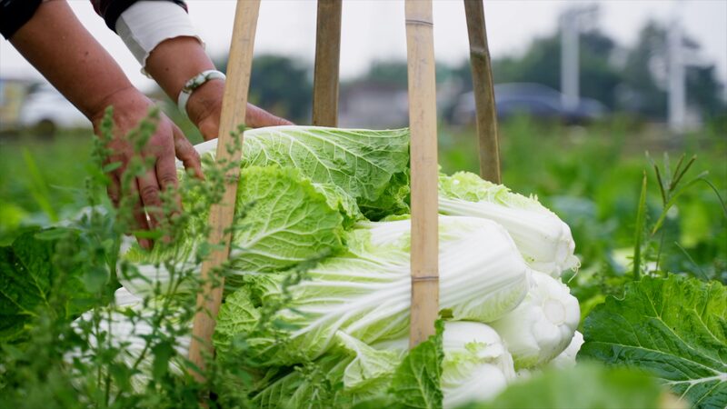Live_Discover_Pengzhou__Chinas_vegetable_basket_poster - Namaste Headlines Live: Discover Pengzhou – China's vegetable basket video poster