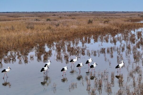 Live: Discover the stopover for migratory birds in E China's Shandong video poster