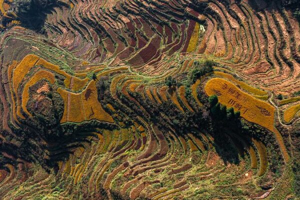Experience Zhejiang’s Countryside Harvest: A Feast for the Senses! 🌾 Live: Experience the countryside harvest scene in E China's Zhejiang video poster