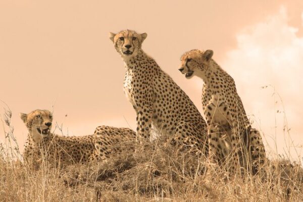 International Cheetah Day: Racing to Save the World’s Fastest Mammal 🐆 Live: International Cheetah Day – Fastest land mammal in danger video poster