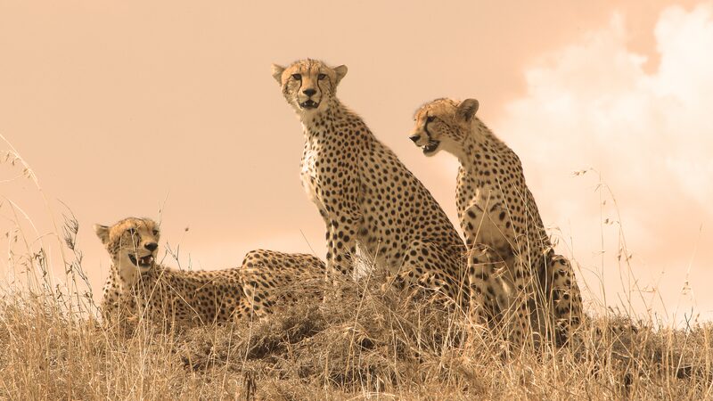 Live: International Cheetah Day – Fastest land mammal in danger video poster