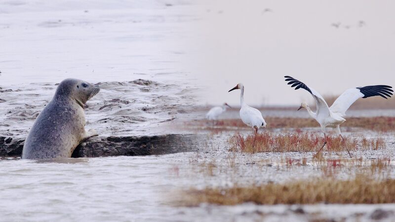 Live_Protected_species_thrive_in_the_Liao_River_Estuary_poster - Namaste Headlines Live: Protected species thrive in the Liao River Estuary video poster