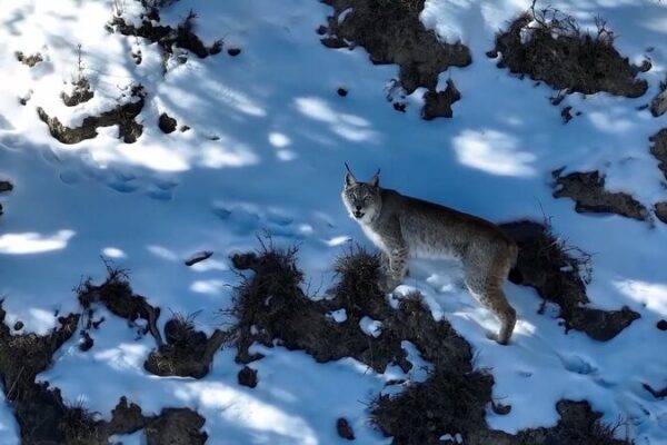 Wild Lynx Return to Snowy Mountains of Qinghai, China 🐾❄️ Lynx patrols snowy mountains in northwest China's Qinghai video poster