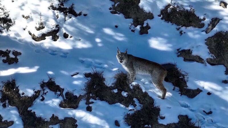 Lynx patrols snowy mountains in northwest China's Qinghai video poster