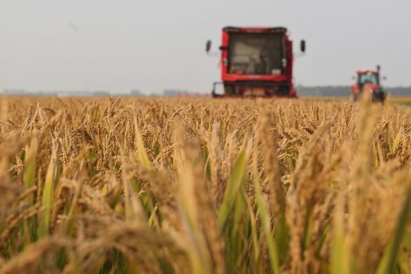 China’s Major Provinces Celebrate Bumper Grain Harvest 🌾 Major Chinese agricultural provinces secure grain harvest